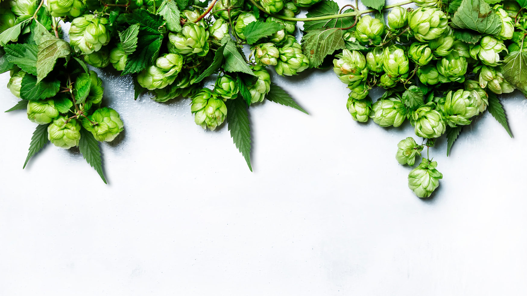 Hop-infused cannabis beer