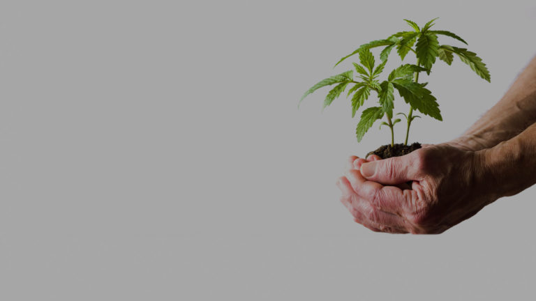 Flowertown growers improve cannabis quality