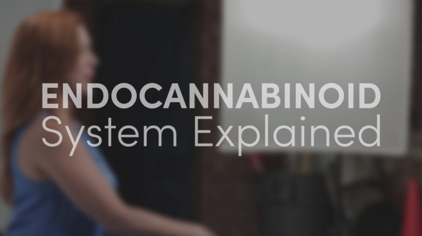how your endocannabinoid system works