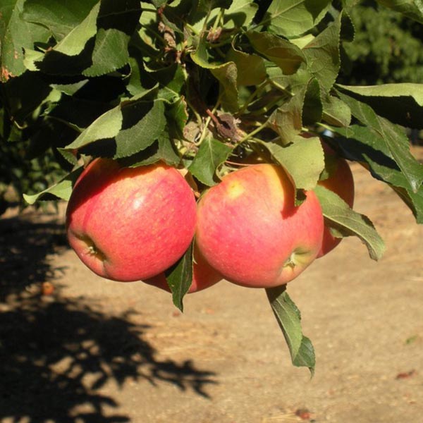 Flowertown socal apple picking orchard