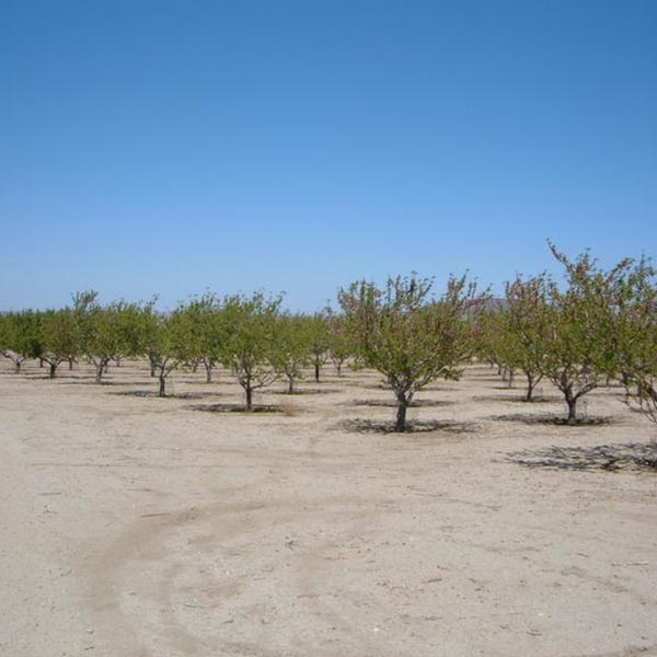 Flowertown socal apple picking orchard