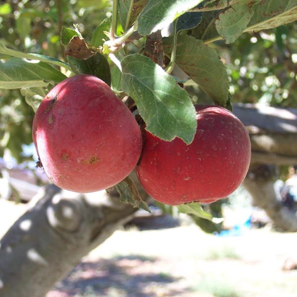 Flowertown socal apple picking orchard