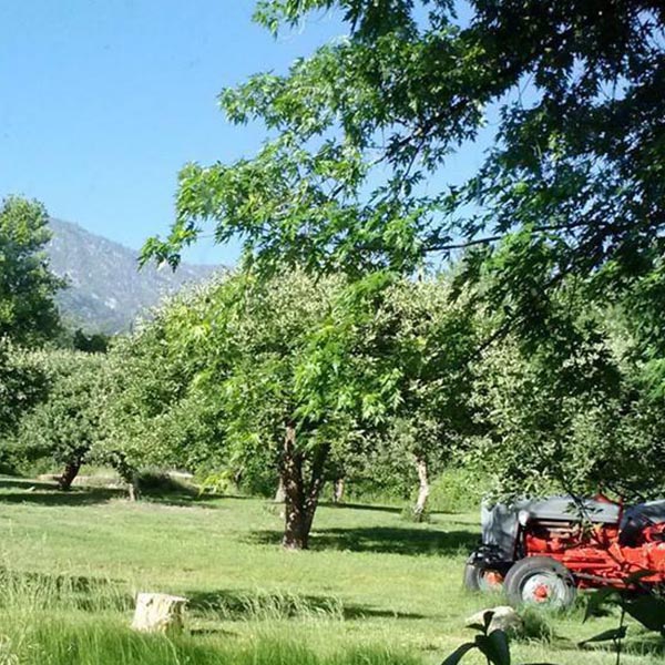 Flowertown socal apple picking orchard