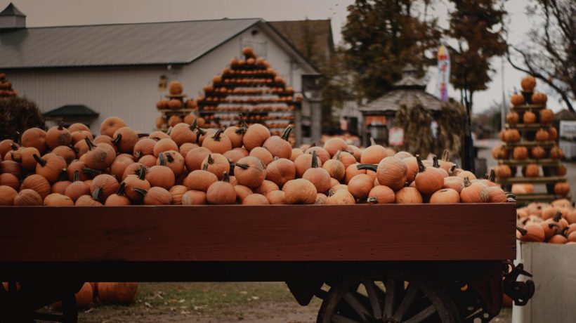 Flowertown 5 Best Pumpkin Patches in Los Angeles