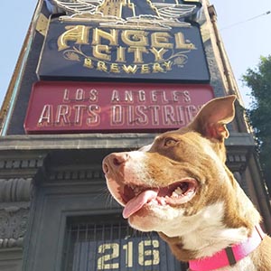 Flowertown 5 dog friendly breweries in LA