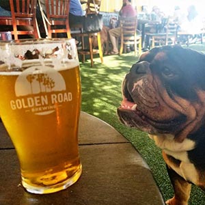 Flowertown 5 dog friendly breweries in LA