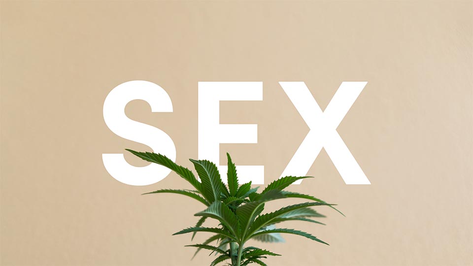 Flowertown Can cannabis improve our sex lives