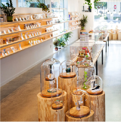 dockside cannabis
