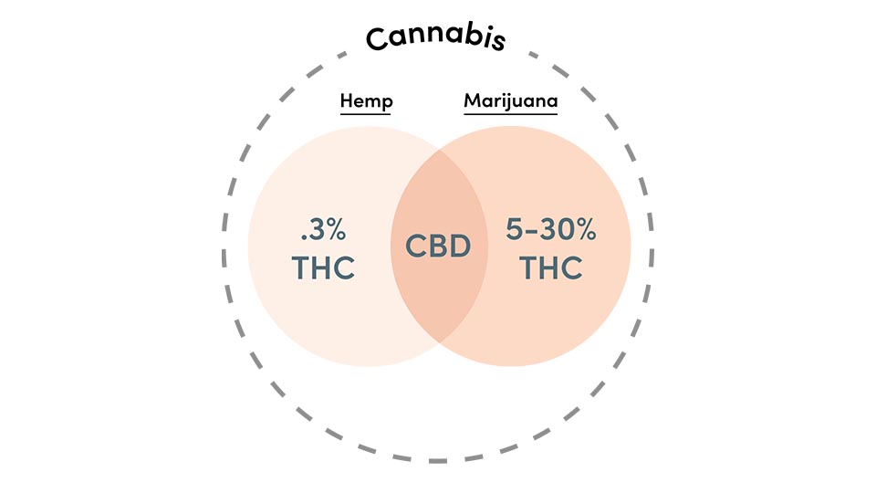 Flowertown Hemp versus cannabis