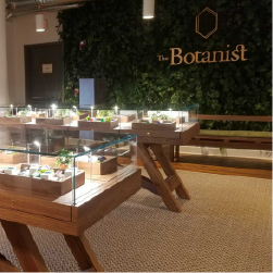 the botanist buffalo